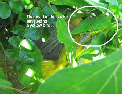 Green Vine Snake <a href=></a>