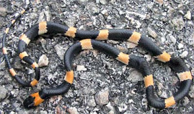 Short Faced Snail Eater <a href=></a>