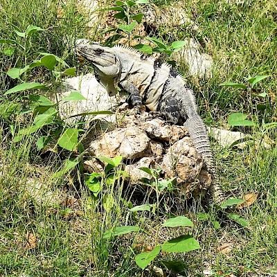 The mottled black and grey skin color on a Black Spiny-tailed Iguana <a href=></a>