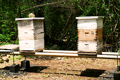 “The Pizote (a type of coati, a marsupial with one long claw) can open that tin roof  with that claw and eat the honey.” -Jerry Britner <a href=>on the hive</a>