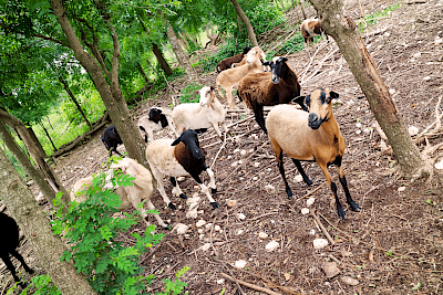 “He  has a local breed of creole ducks and black creole pigs, the original pigs coming over with Cortez. Also sheep, horses and cattle. The cattle will eat the neem, branches and all. The pigs eat everything except neem, which is too bitter.” -Jerry Britner <a href=>Luis Acereto</a>