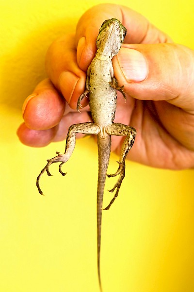 Baby iguana. <a href=></a>