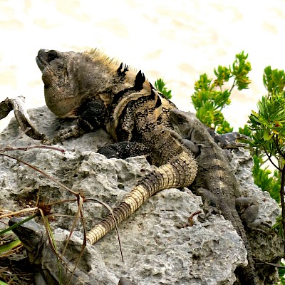 Large alpha male with two females. <a href=></a>
