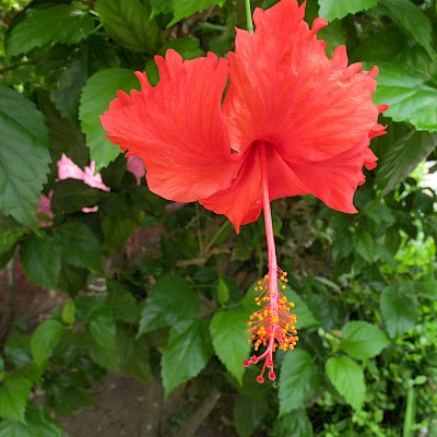 Urban iguanas love a juicy hibiscus flower. <a href=></a>
