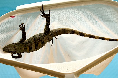 Removal of iguana from pool carefully so as not to be bitten. <a href=></a>