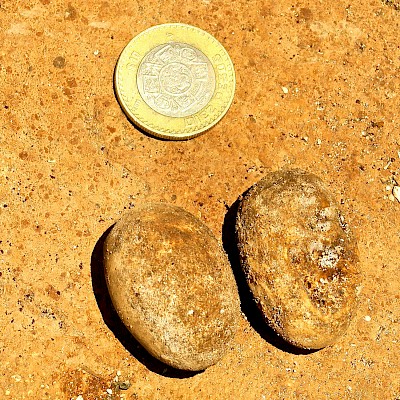 Green iguana eggs. <a href=></a>