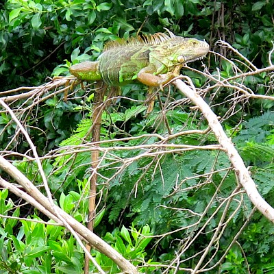 Green Iguana basking above a lagoon near Playa del Carmen. <a href=></a>