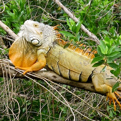 Dewlap extension as part of defense display. <a href=></a>