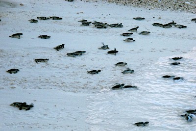 Baby iguanas have a similar survival rate as baby sea turtles. <a href=></a>