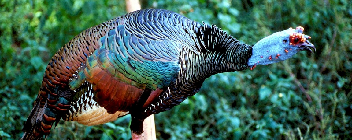 The Yucatan's Ocellated Turkey