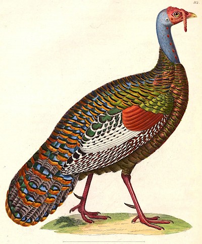 Maleagris Ocellata <a href=></a>