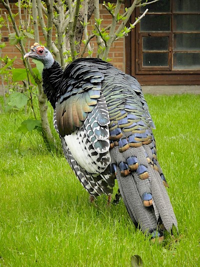 Maleagris Ocellata <a href=></a>