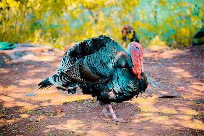 Maleagris Gallopavo <a href=></a>