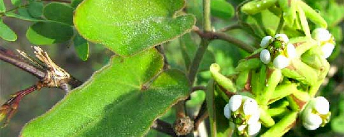 Milkweed Fugues