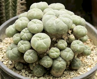 peyote <a href=></a>