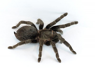 Red Rump Tarantula <a href=></a>