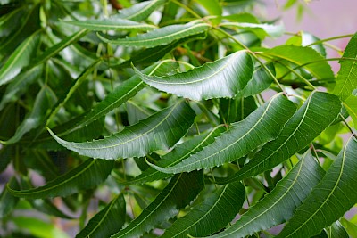 Neem Leaves <a href=></a>